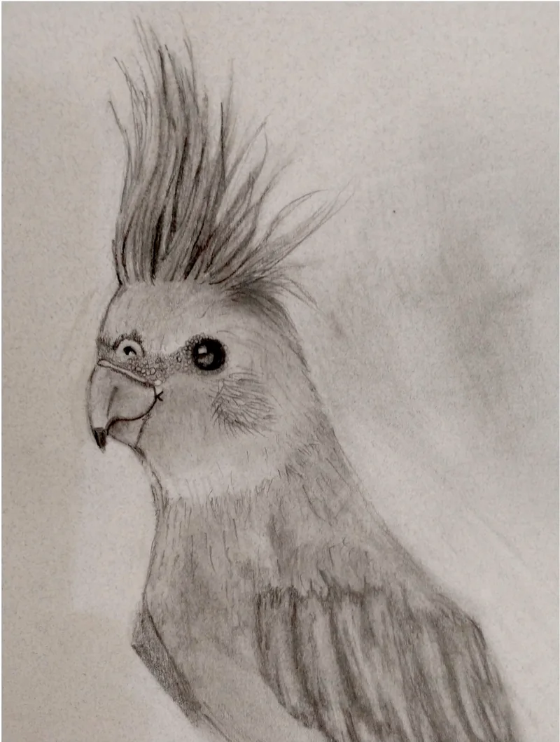 A graphite study of a cockatiel in profile with its crest raised.